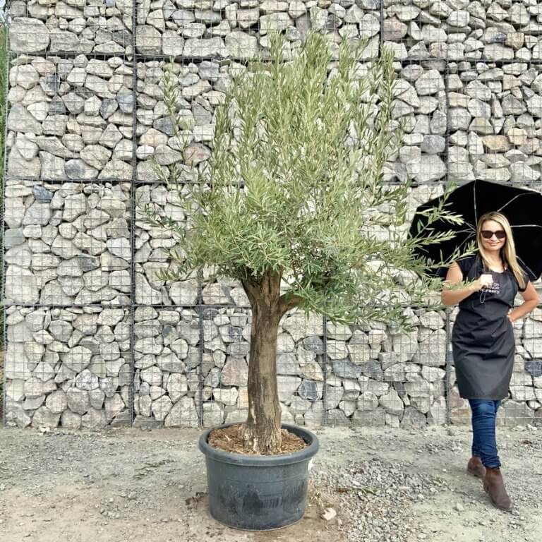 Buy Olive Trees UK For Sale Online Wide Range