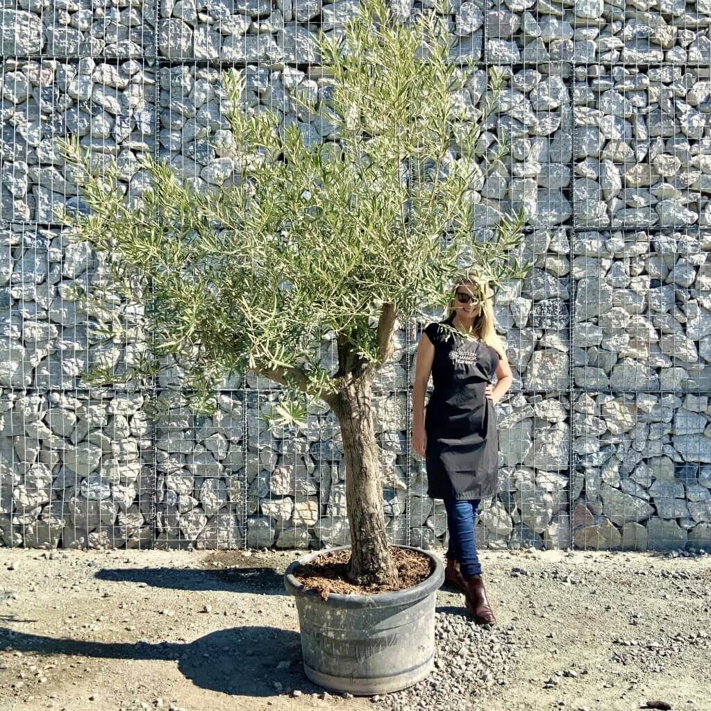 Buy Olive Trees UK For Sale Online Wide Range