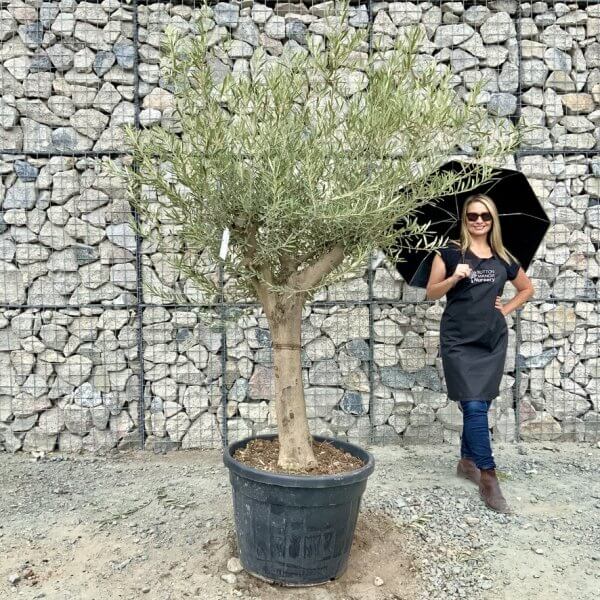 Buy Olive Trees UK For Sale Online Wide Range