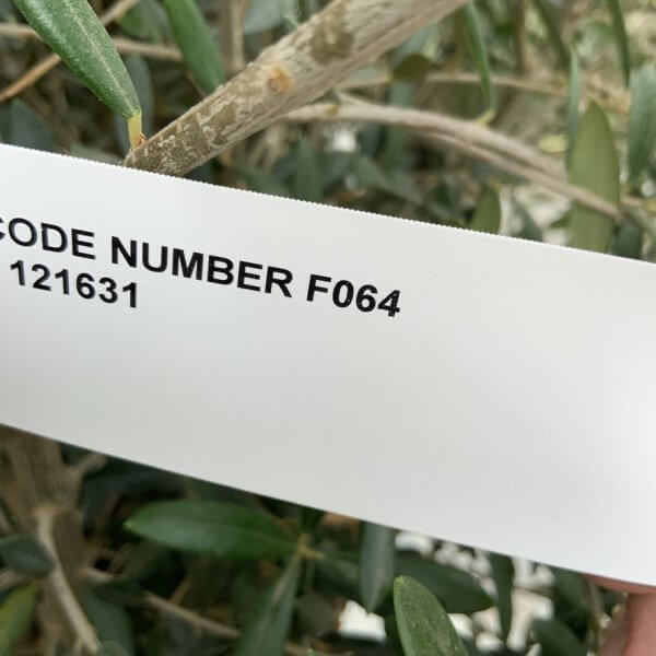 F064 Individual Multistem Olive Tree XXL (Super Chunky) - CD0BDC9D 8EE7 4A18 9ADD 2A29954B6579 1 105 c