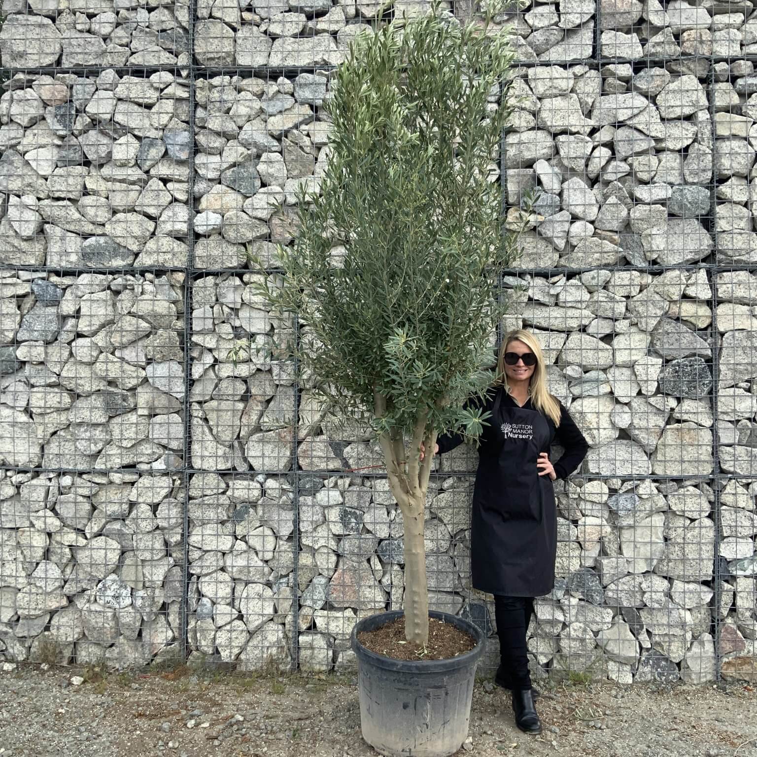 Buy Olive Trees UK For Sale Online Wide Range