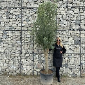 MultiStem Tuscan Olive Trees