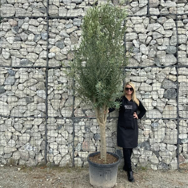 Tuscan Olive Tree Multi Thick Stem Tall 2.50-2.70M (Full Natural Crown!) - CF231184 B6A4 4ECA 8B8A EA029350FAFA scaled