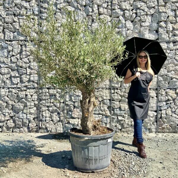 F135 Individual Gnarled Olive Tree - D396F260 1EE4 44D2 A505 D0484CDCA865 1 105 c