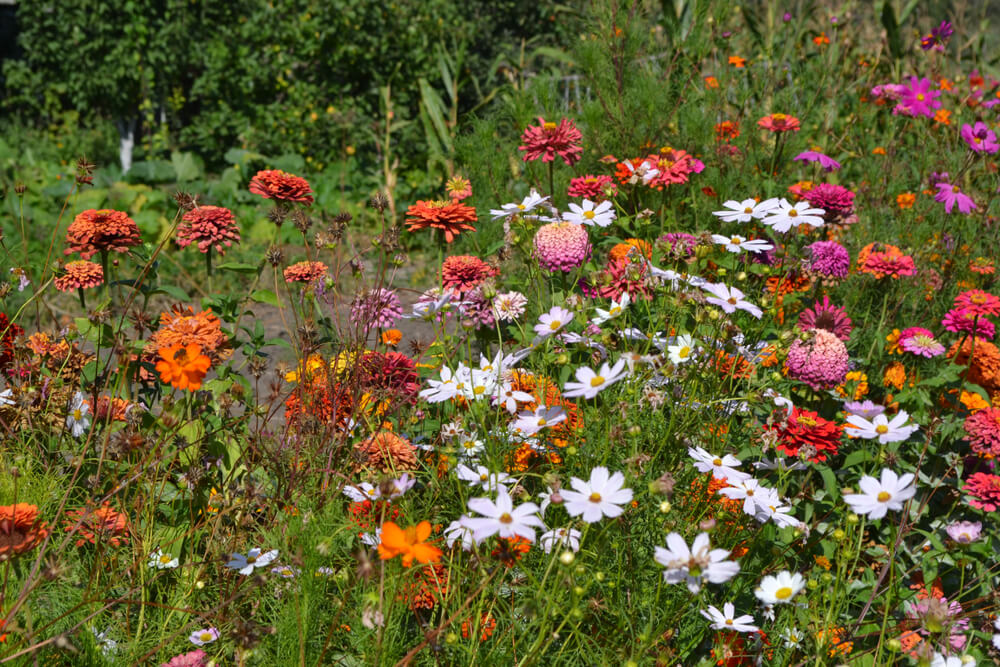 5 Changes To Make To Your Garden Before Autumn Arrives - Dying annuals