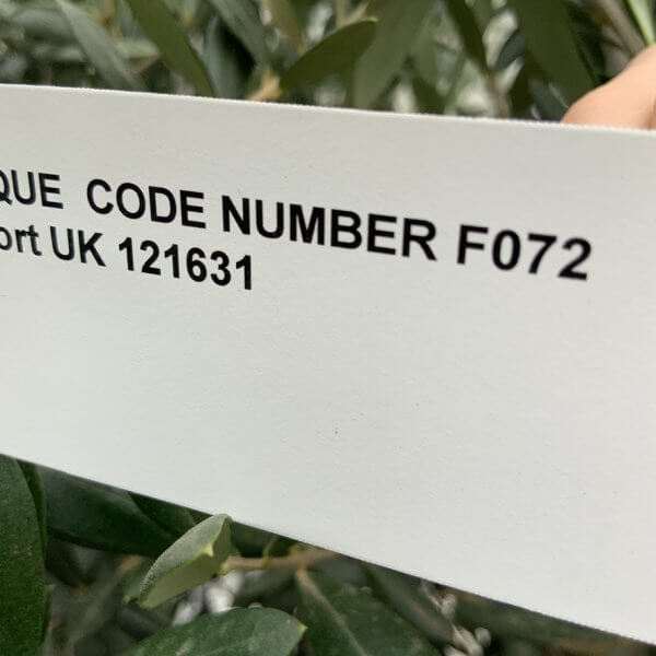 F072 Individual Multistem Olive Tree XXL (Super Chunky) - E17C047A C915 4C9D 8869 4EA5C5BE5CC6 1 105 c