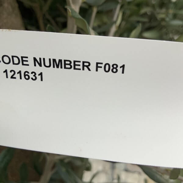 F081 Individual Multistem Olive Tree XXL (Super Chunky) - E60AECC8 59B8 4D91 8D8A FA3EE2232905 1 105 c