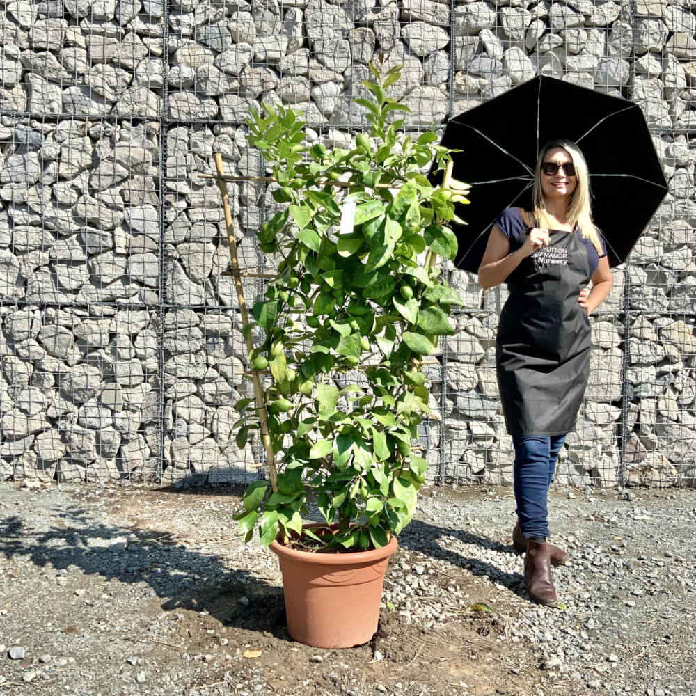 Buy Citrus Trees UK For Sale Online Wide Variety