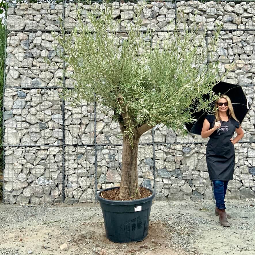 Buy Olive Trees UK For Sale Online Wide Range