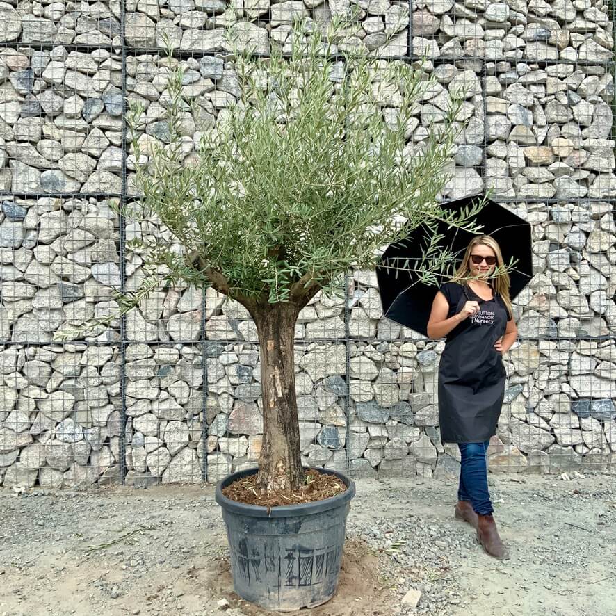 Buy Olive Trees UK For Sale Online Wide Range
