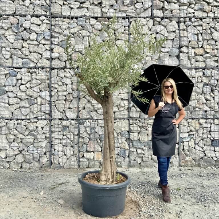 Buy Olive Trees UK For Sale Online Wide Range