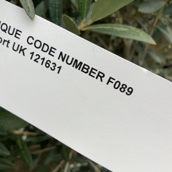 F089 Individual Multistem Olive Tree XXL (Super Chunky) - F4C3CE58 C47A 49AC B31B FF686016FA29 1 105 c