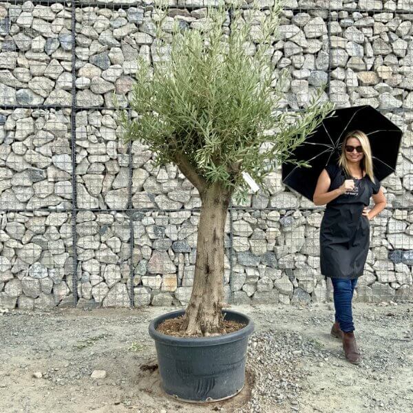 Buy Olive Trees UK For Sale Online Wide Range