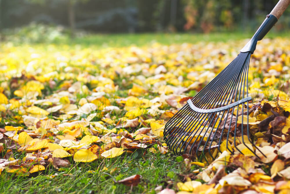 10 September Gardening Jobs You Must Complete - Raking fallen leaves
