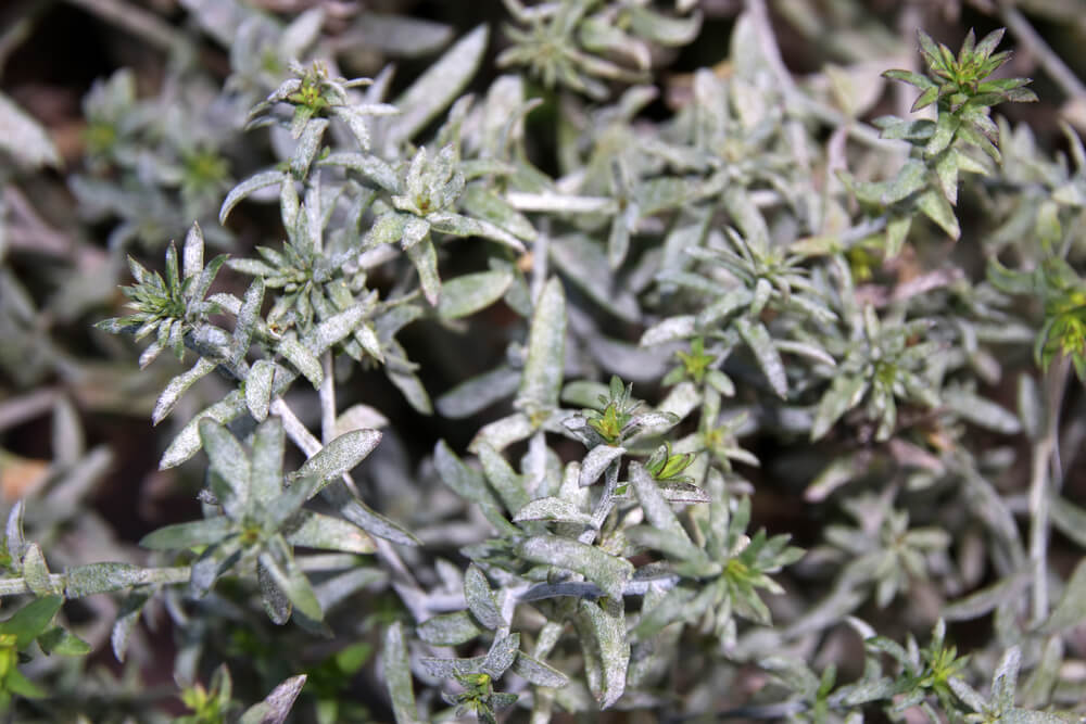 10 September Gardening Jobs You Must Complete - asters mildew 10 September Gardening Jobs You Must Complete - asters mildew