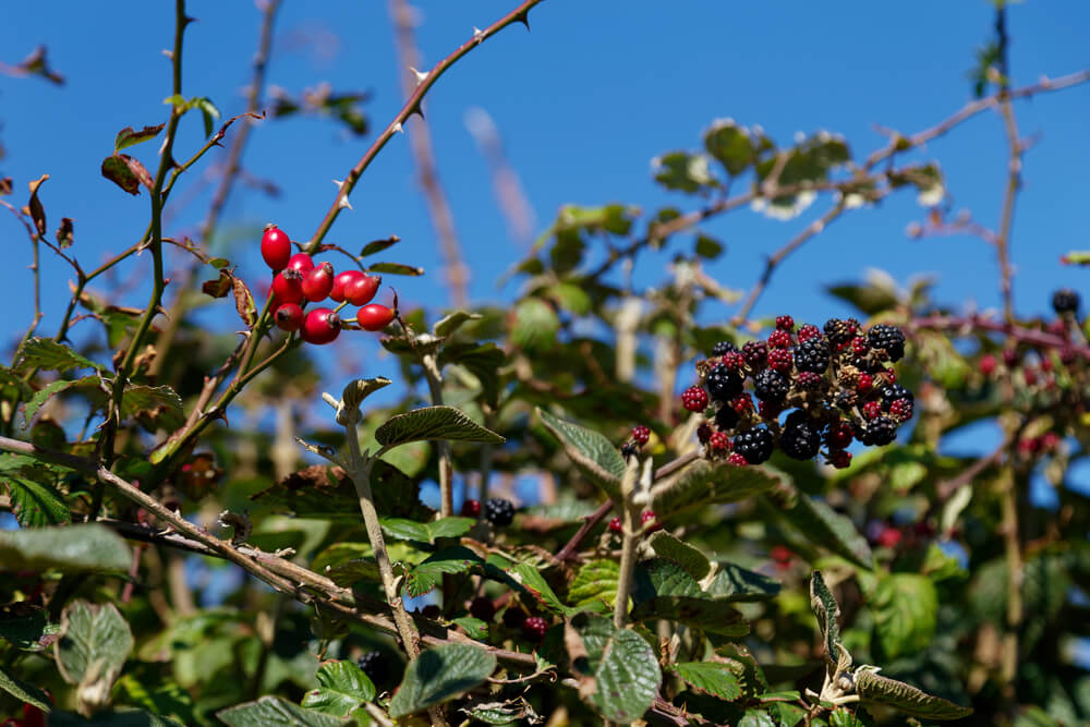 10 September Gardening Jobs You Must Complete - autumn berries