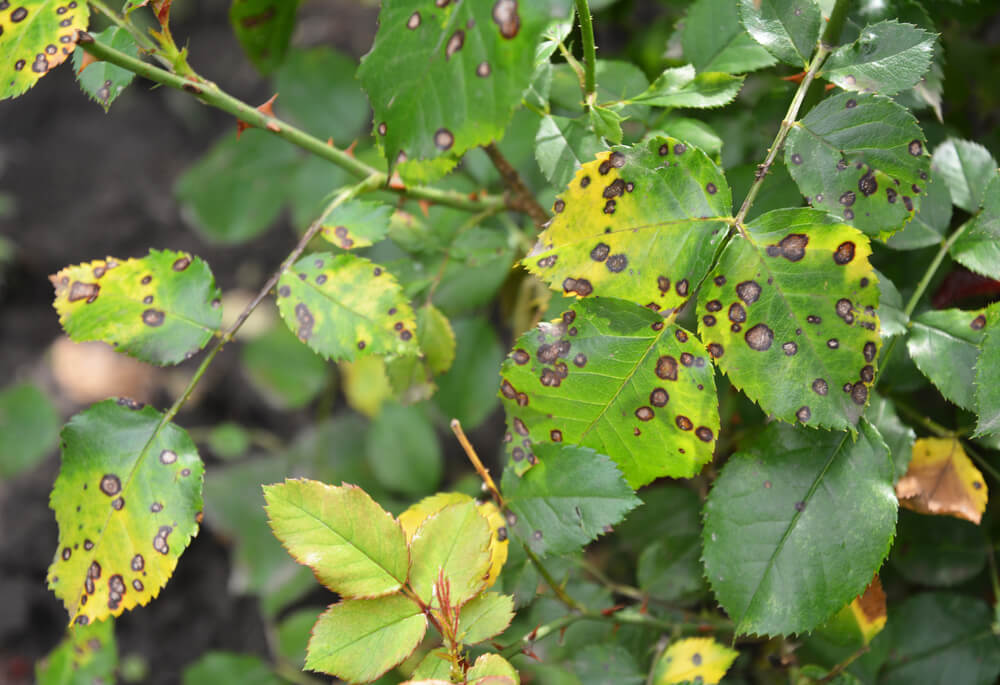10 September Gardening Jobs You Must Complete - blackspots 10 September Gardening Jobs You Must Complete - blackspots