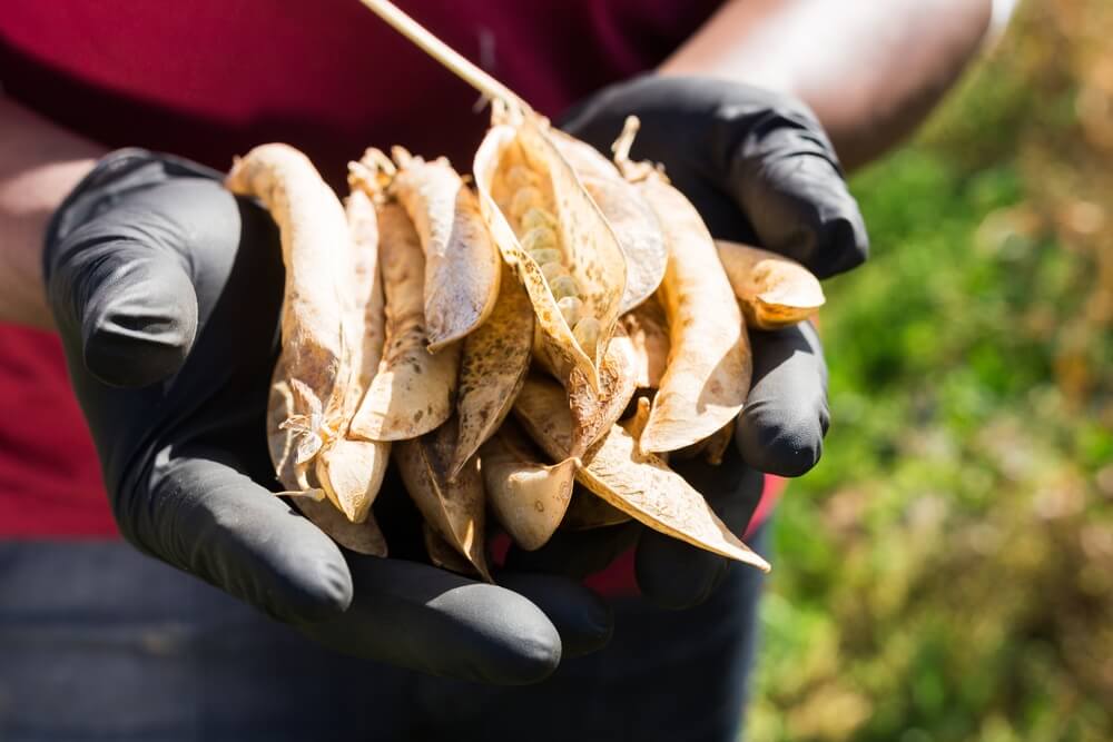 10 September Gardening Jobs You Must Complete - collecting ripe seed pods 10 September Gardening Jobs You Must Complete - collecting ripe seed pods