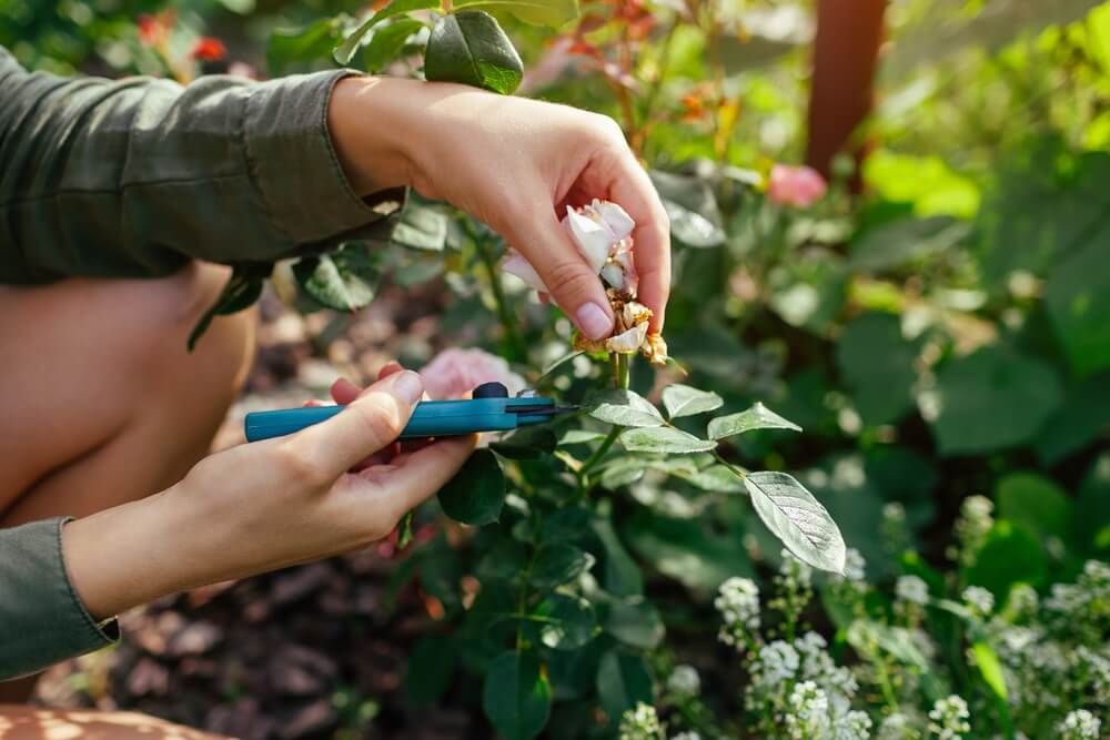 10 September Gardening Jobs You Must Complete - deadheading flowers