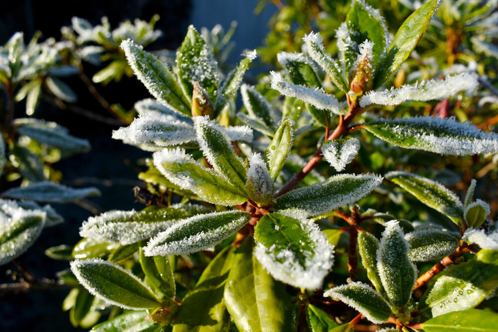 10 September Gardening Jobs You Must Complete - frosted plants