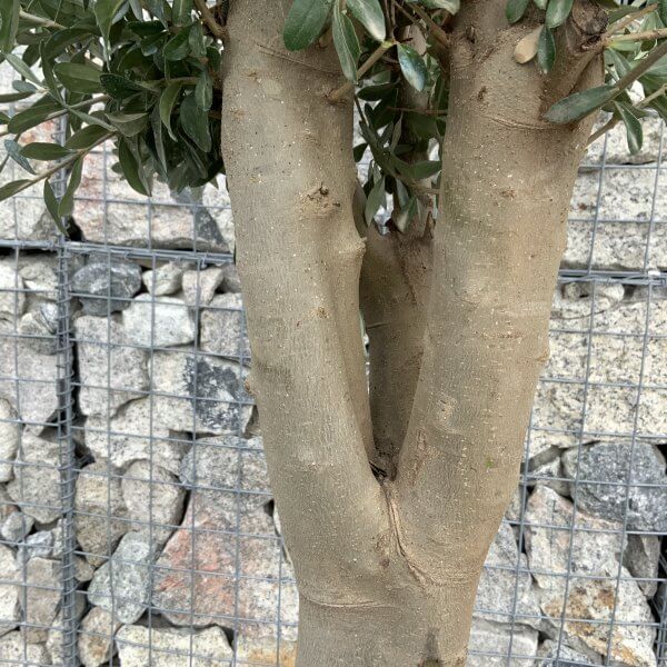 Tuscan Olive Tree Multi Thick Stem Tall 2.50-2.70M (Full Natural Crown!) - new scaled