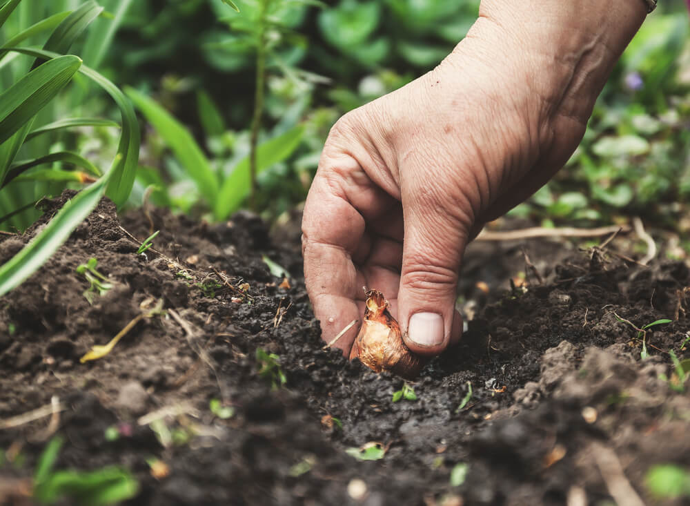 10 September Gardening Jobs You Must Complete - planting spring bulbs 10 September Gardening Jobs You Must Complete - planting spring bulbs