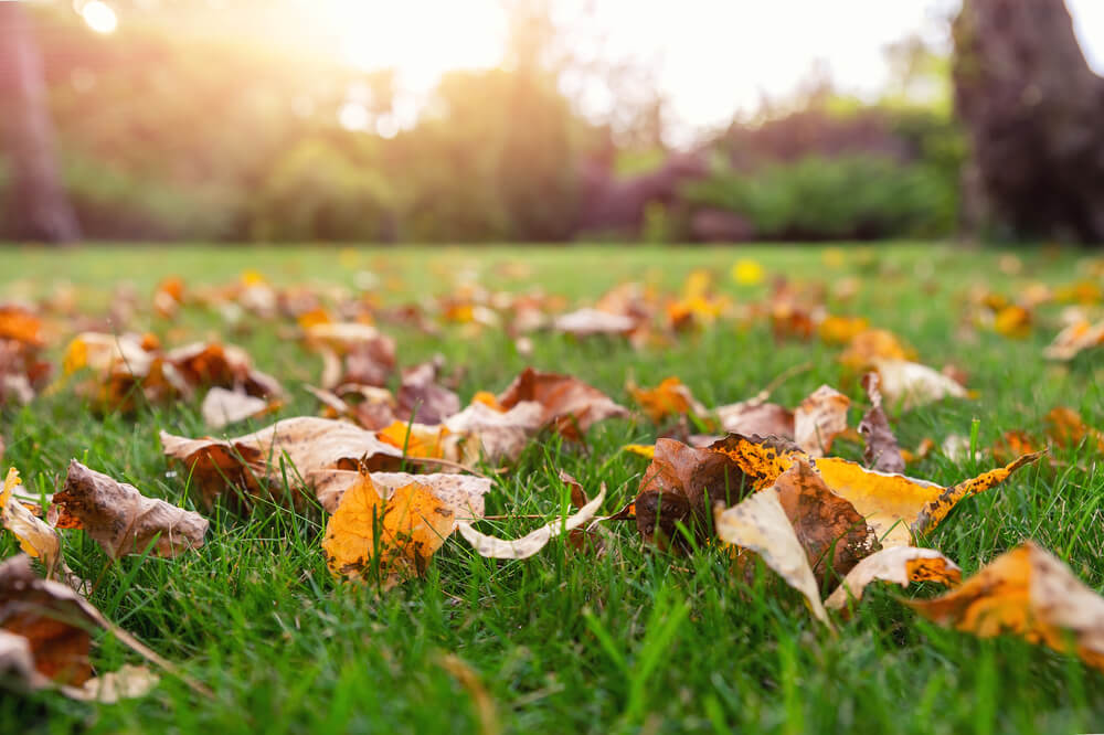 10 September Gardening Jobs You Must Complete - september lawn 10 September Gardening Jobs You Must Complete - september lawn