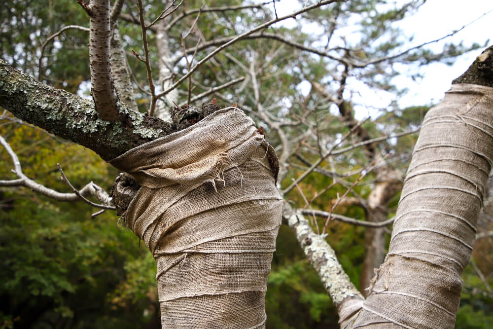 5 Changes To Make To Your Garden Before Autumn Arrives - tree wrap 5 Changes To Make To Your Garden Before Autumn Arrives - tree wrap