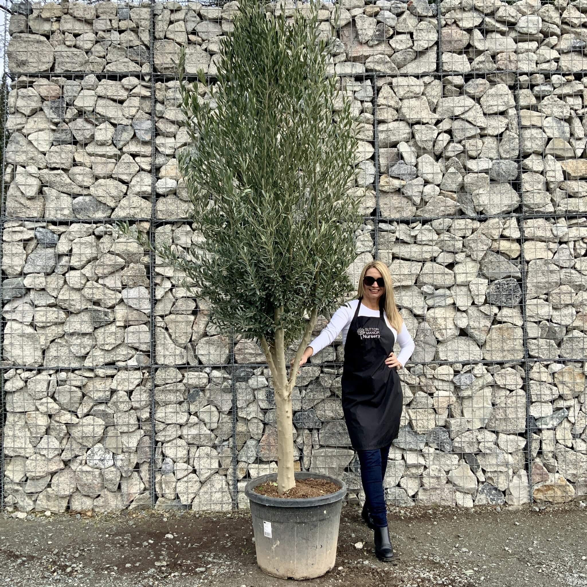 Buy Olive Trees UK For Sale Online Wide Range