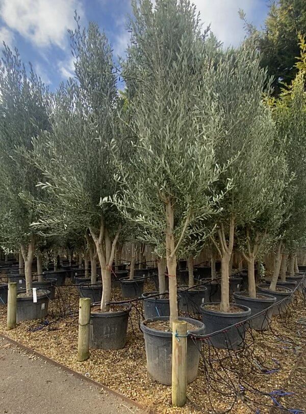 Tuscan Olive Tree Multi Thick Stem Tall 2.50-2.70M (Full Natural Crown!) - tus 3