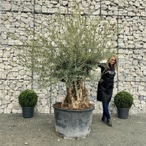 Gnarled Olive Trees XXL