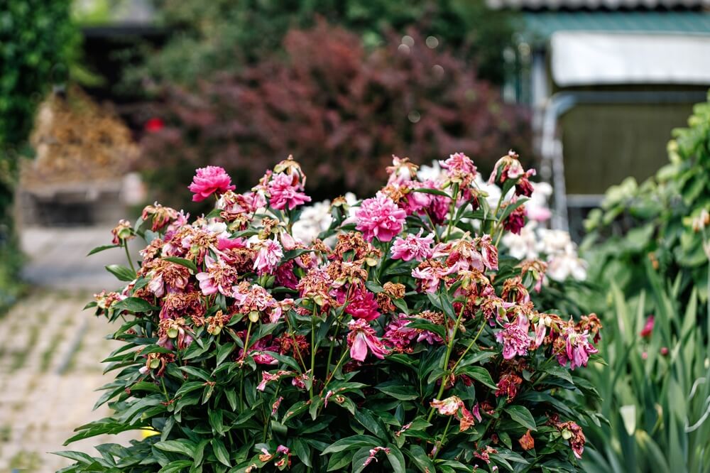 10 October Gardening Jobs You Must Complete - Faded border plants 10 October Gardening Jobs You Must Complete - Faded border plants