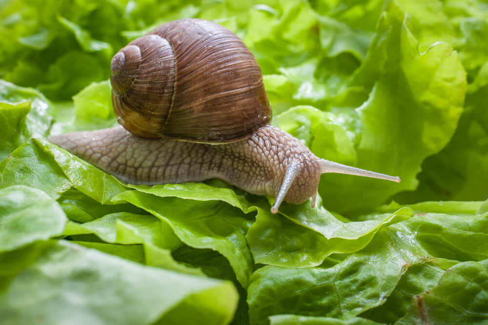10 October Gardening Jobs You Must Complete - garden snails