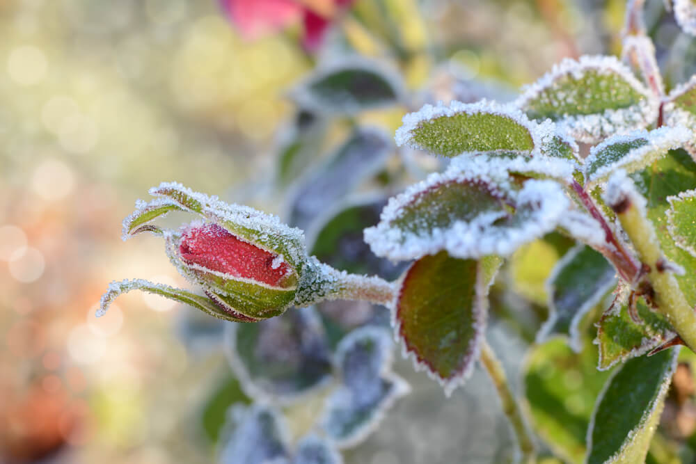 10 October Gardening Jobs You Must Complete - plant frosts