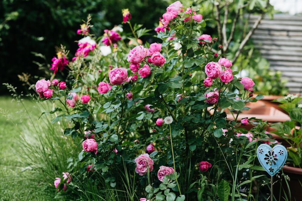 10 October Gardening Jobs You Must Complete - shrub roses