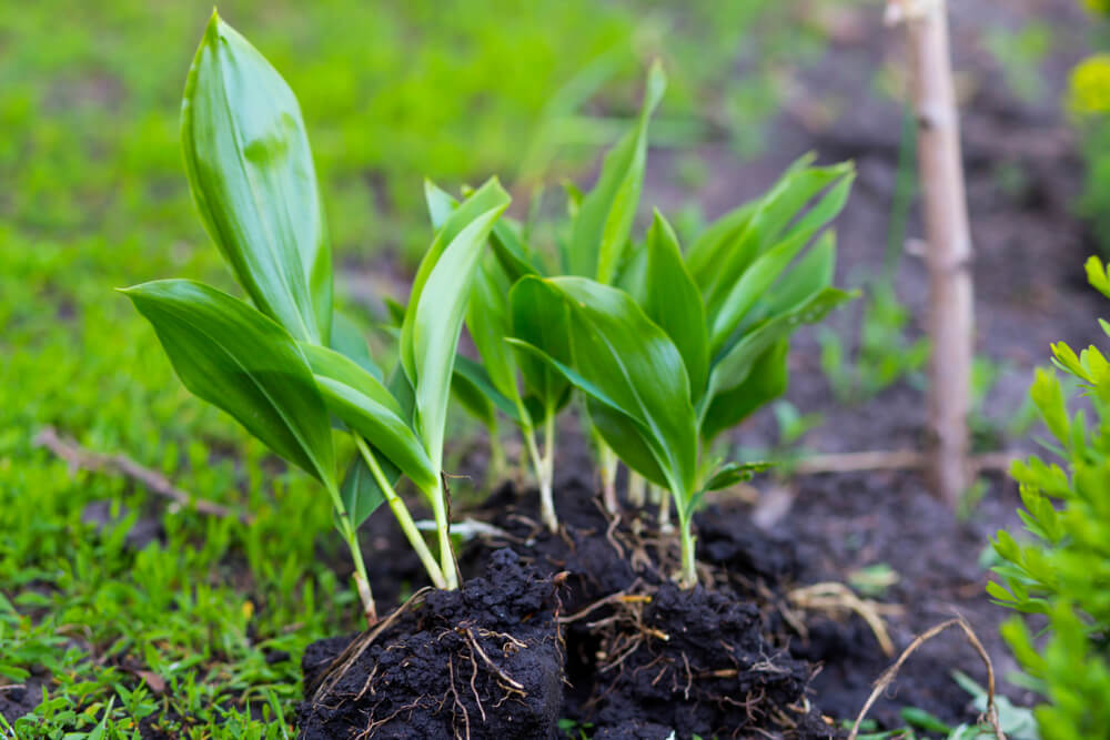 The Story Behind Queen Elizabeth II Favourite Flower - shutterstock 1391213315 2