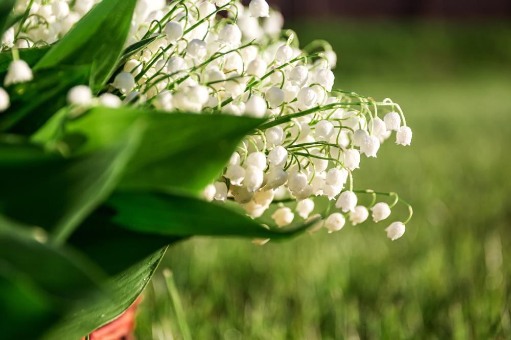 The Story Behind Queen Elizabeth II Favourite Flower - shutterstock 1907614108