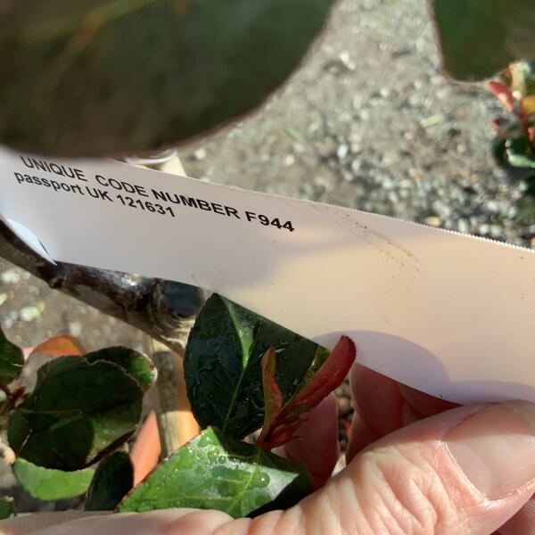 Photinia Nana (Little Red Robin) Pom Pom F944 - 201E4943 FDFA 4AD4 86B7 794034DD44BB scaled
