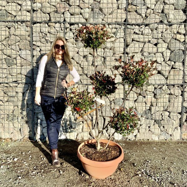 Photinia Nana (Little Red Robin) Pom Pom F944 - 58942E4B DEEF 49D3 879D 925A4485E876 scaled