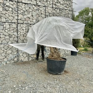 Plant Fleece & Food Sale - B46183C0 1124 4CC3 A79F 8E3D85CC40EB 1 105 c 1