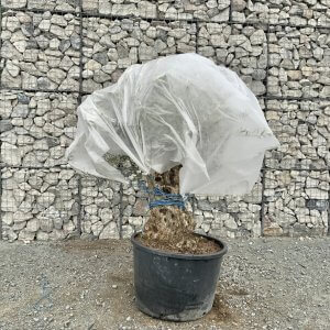 Plant Fleece & Food Sale - D14674A6 9115 4510 84F5 9AAF014335B5 1 105 c 1