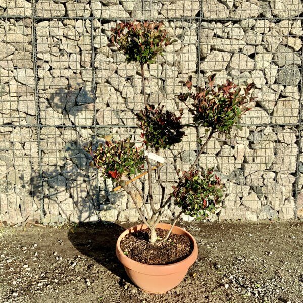 Photinia Nana (Little Red Robin) Pom Pom F944 - D6279851 9263 474A 9622 7D8A17620556 scaled