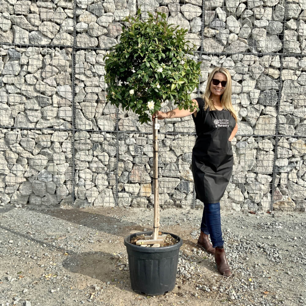 Buy Topiary Trees UK For Sale Online Wide Range