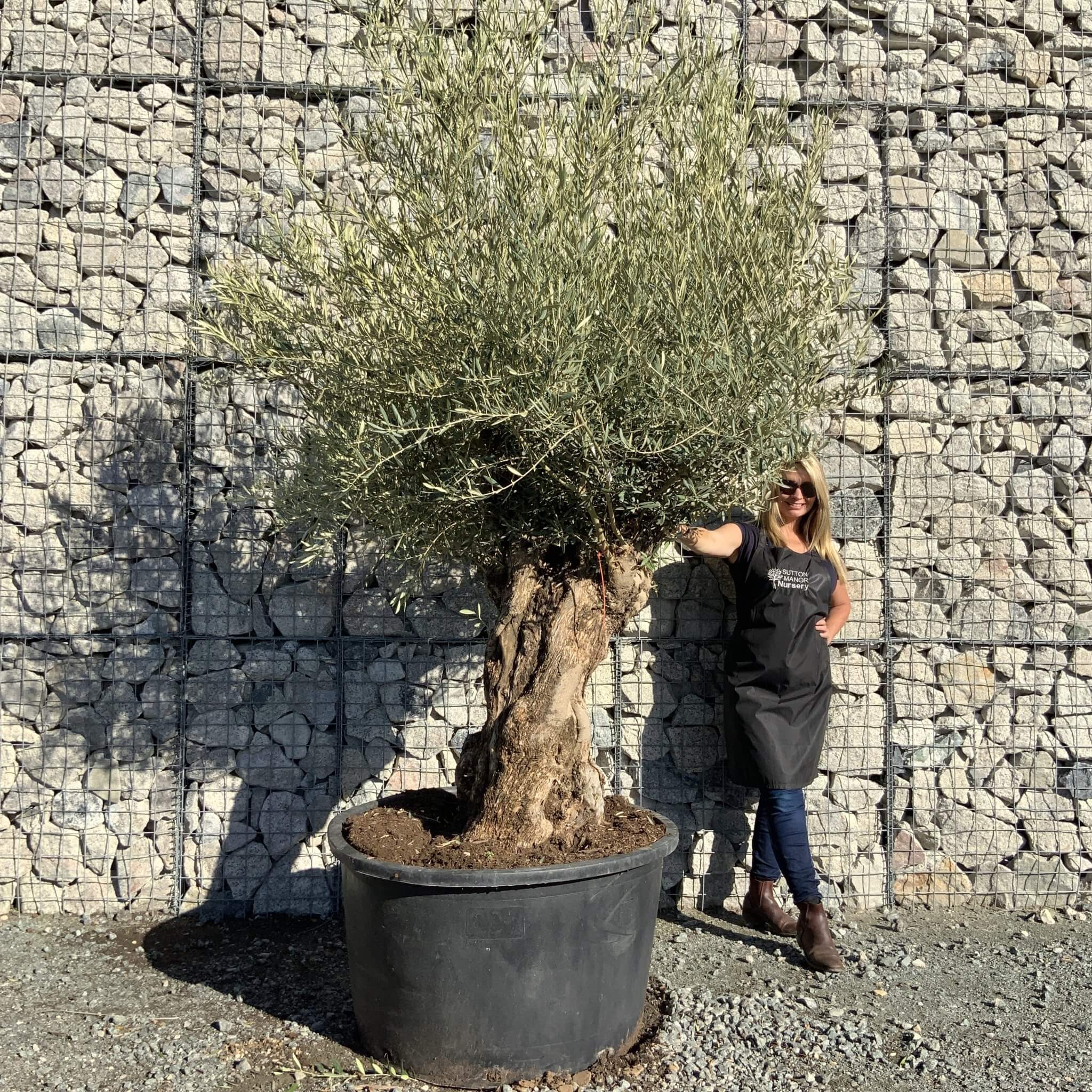 Buy Olive Trees UK For Sale Online Wide Range