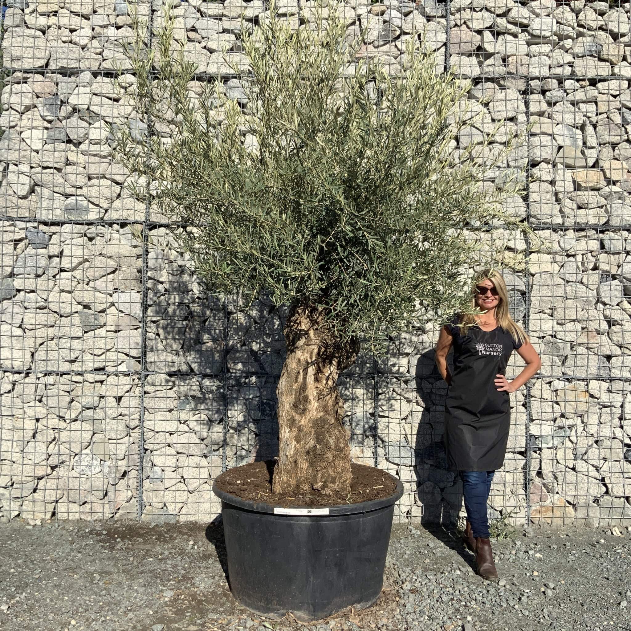 Buy Olive Trees UK For Sale Online Wide Range