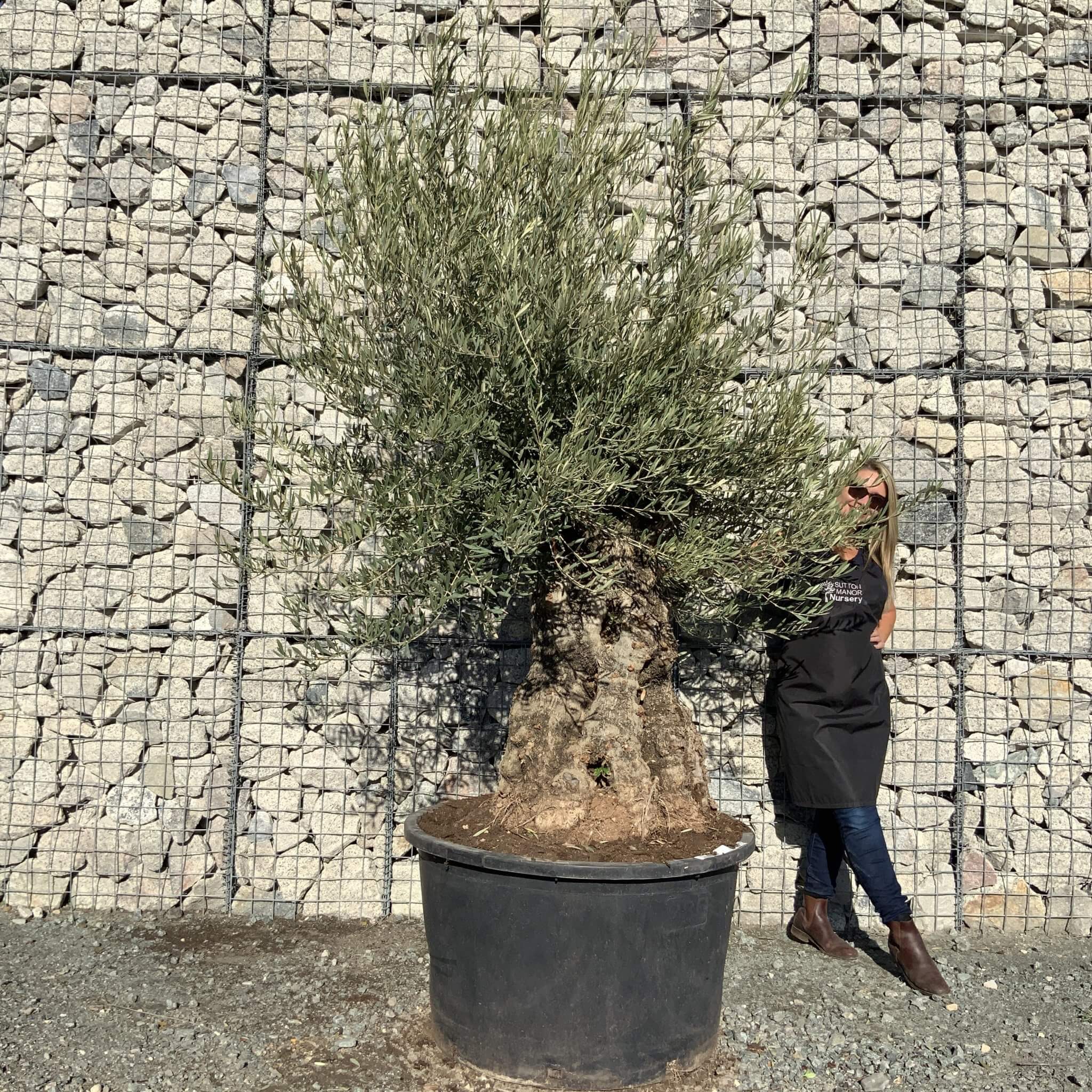 Buy Olive Trees UK For Sale Online Wide Range