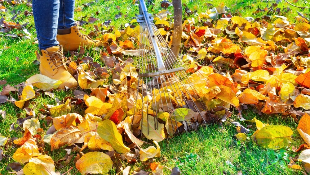 10 November Gardening Jobs You Must Complete - Rake up fallen leaves
