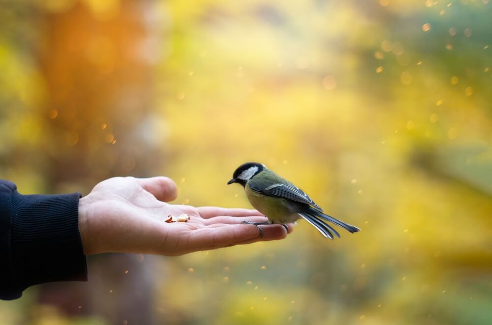 10 November Gardening Jobs You Must Complete - autumn bird feeding 10 November Gardening Jobs You Must Complete - autumn bird feeding