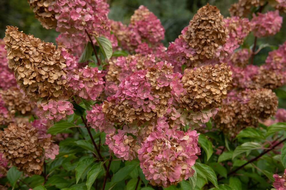 10 November Gardening Jobs You Must Complete - faded perennials 1 10 November Gardening Jobs You Must Complete - faded perennials 1