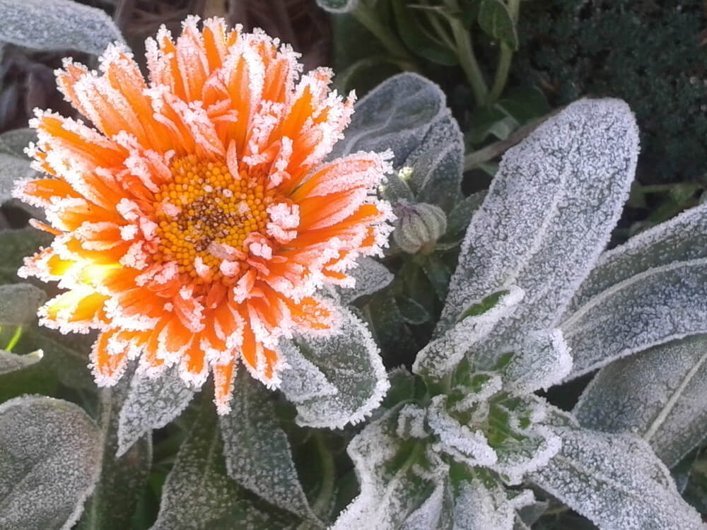 10 November Gardening Jobs You Must Complete - frosted flower